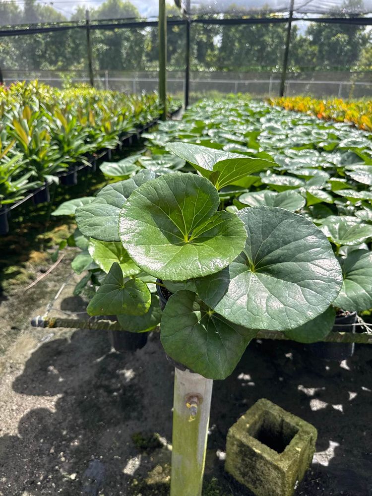 farfugium-japonicum-leopard-plant-ligularia-japonicum-ligularia-tussilaginea