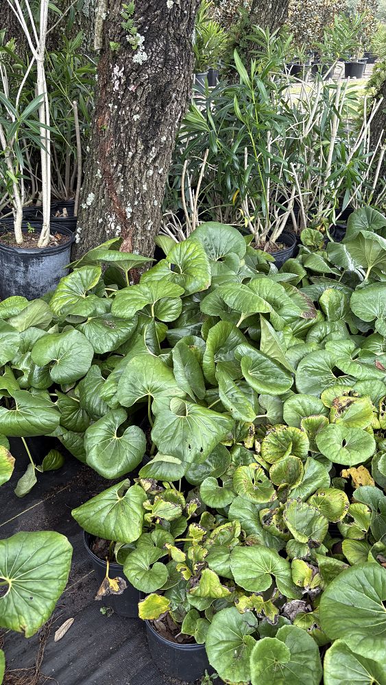 farfugium-japonicum-leopard-plant-ligularia-japonicum-ligularia-tussilaginea