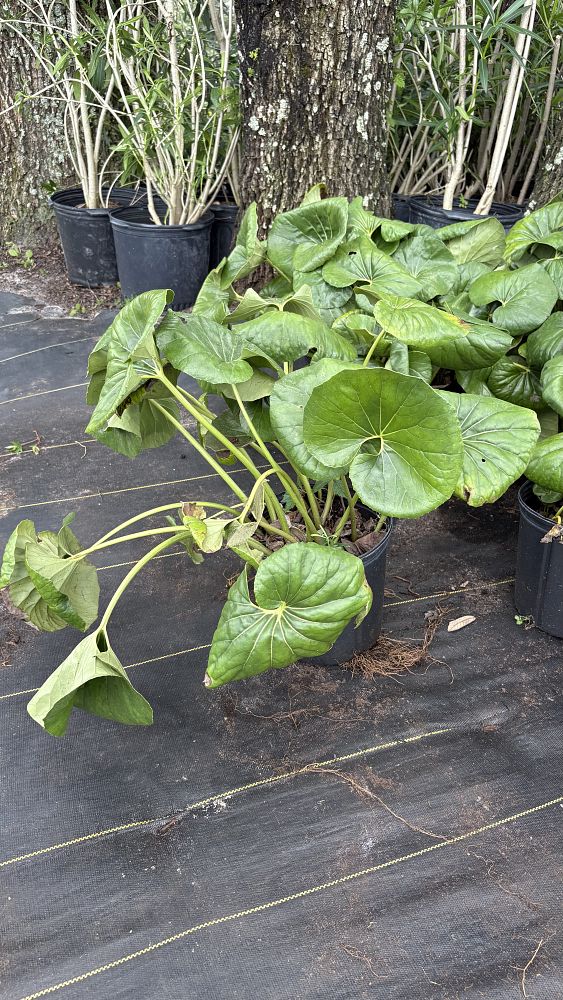 farfugium-japonicum-leopard-plant-ligularia-japonicum-ligularia-tussilaginea