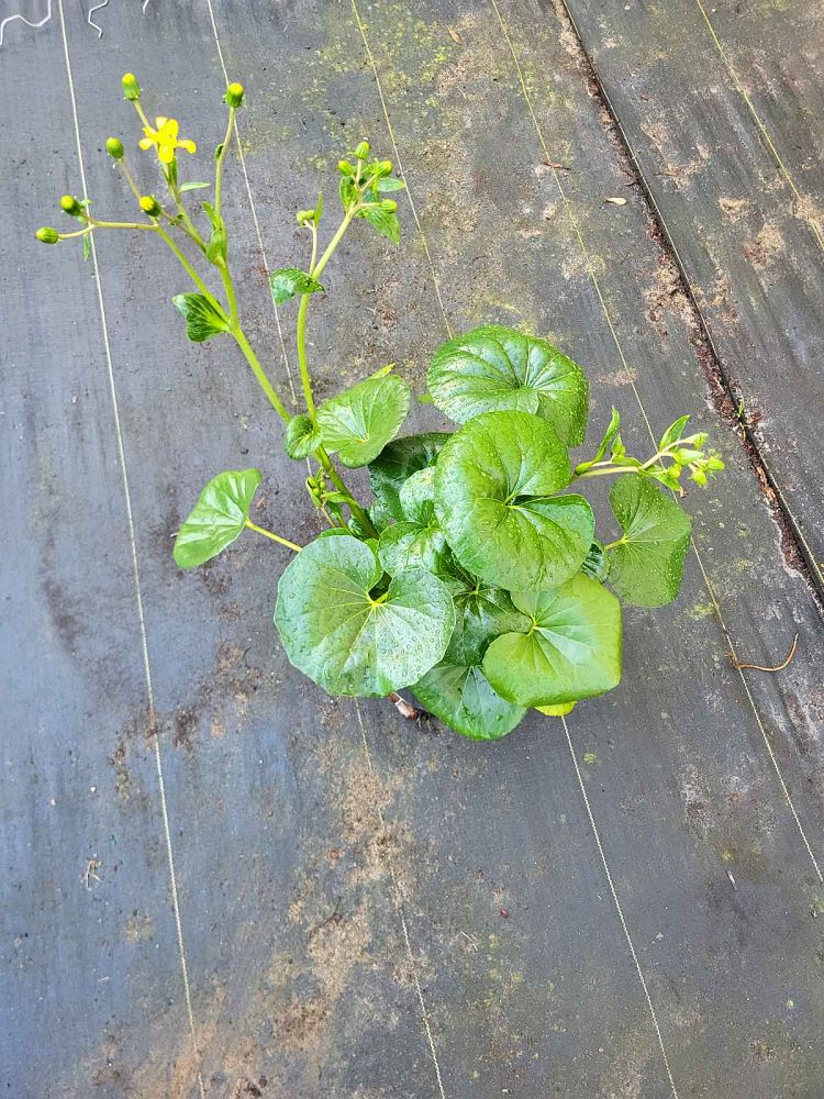 farfugium-japonicum-leopard-plant-ligularia-japonicum-ligularia-tussilaginea