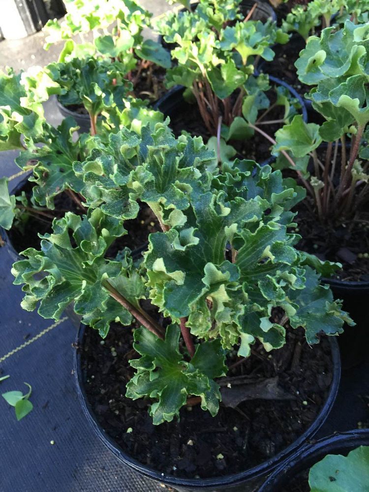 The Lig Gig Nursery LLC