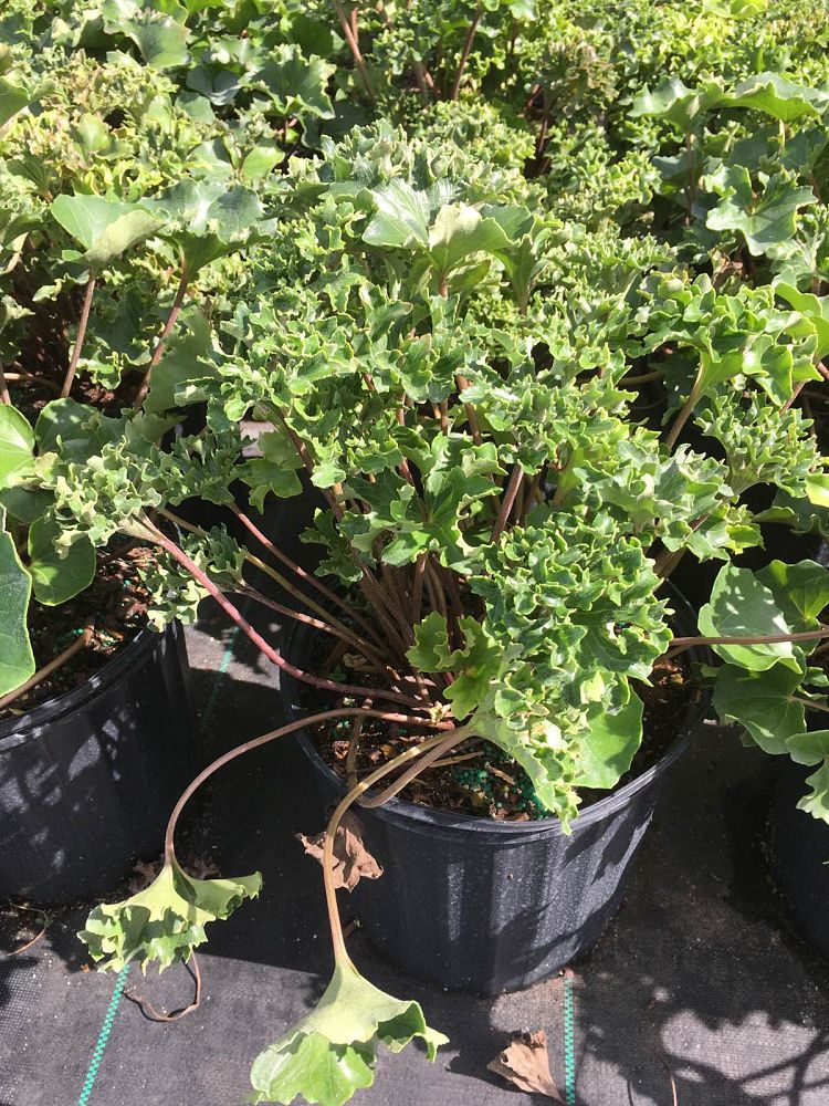 farfugium-japonicum-shishi-botan-parsley-leopard-ligularia-japonicum-ligularia-tussilaginea