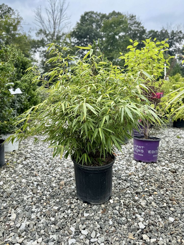 fargesia-rufa-green-panda-green-panda-bamboo