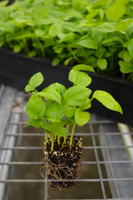 fatsia-japonica-paperplant-aralia-sieboldii