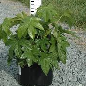 fatsia-japonica-paperplant-aralia-sieboldii