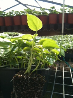 fatsia-japonica-paperplant-aralia-sieboldii