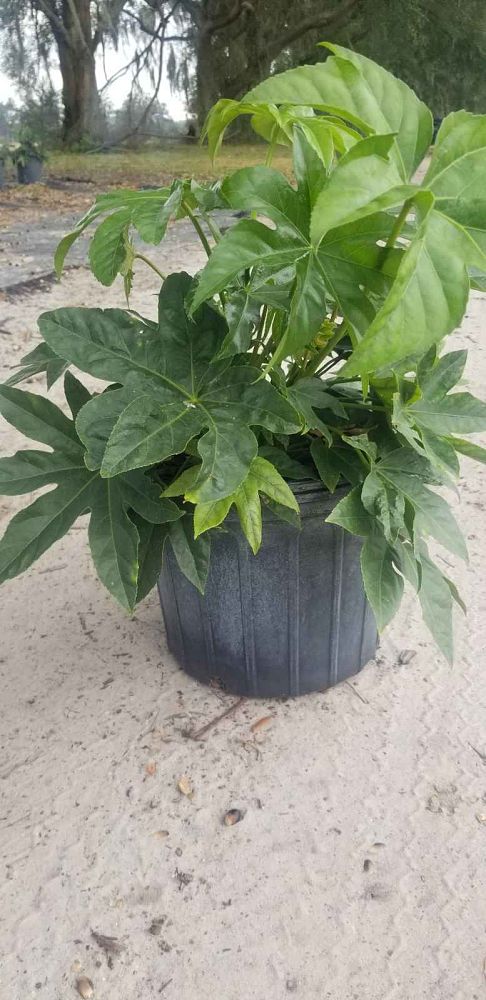 fatsia-japonica-paperplant-aralia-sieboldii