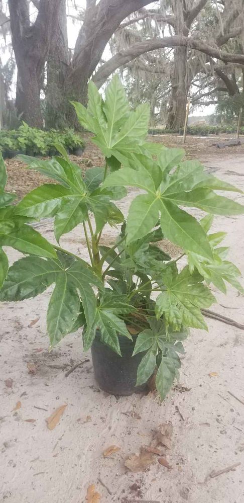 fatsia-japonica-paperplant-aralia-sieboldii