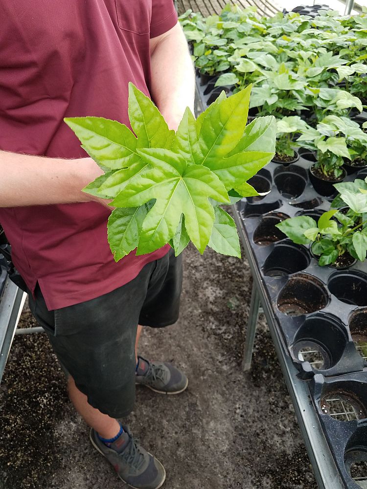 fatsia-japonica-paperplant-aralia-sieboldii