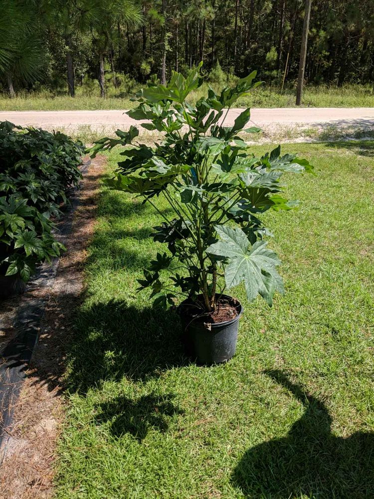 fatsia-japonica-paperplant-aralia-sieboldii