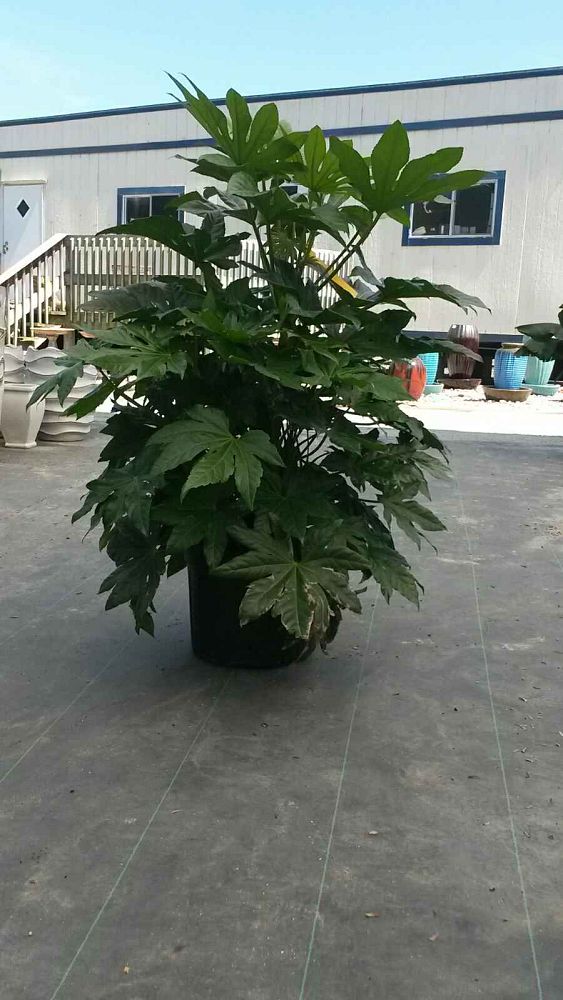 fatsia-japonica-paperplant-aralia-sieboldii