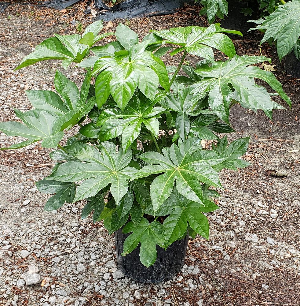fatsia-japonica-paperplant-aralia-sieboldii