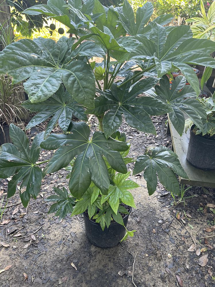 fatsia-japonica-paperplant-aralia-sieboldii
