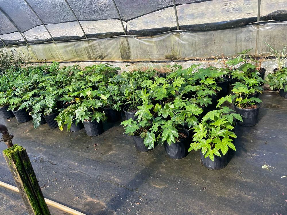 fatsia-japonica-paperplant-aralia-sieboldii