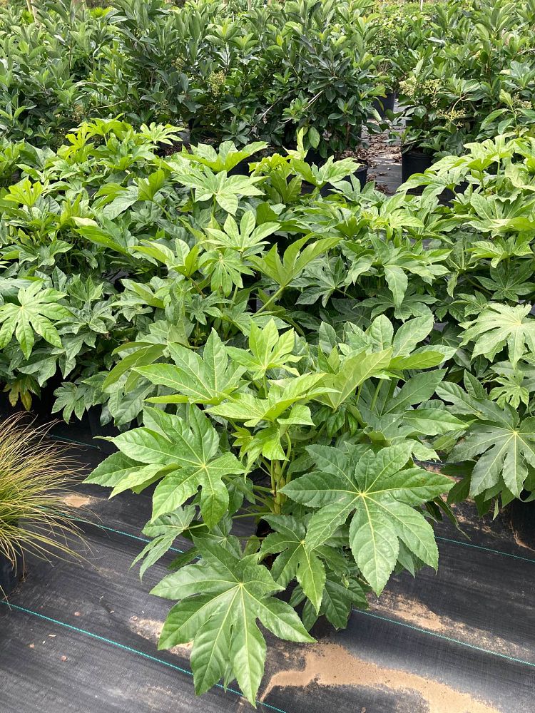 fatsia-japonica-paperplant-aralia-sieboldii