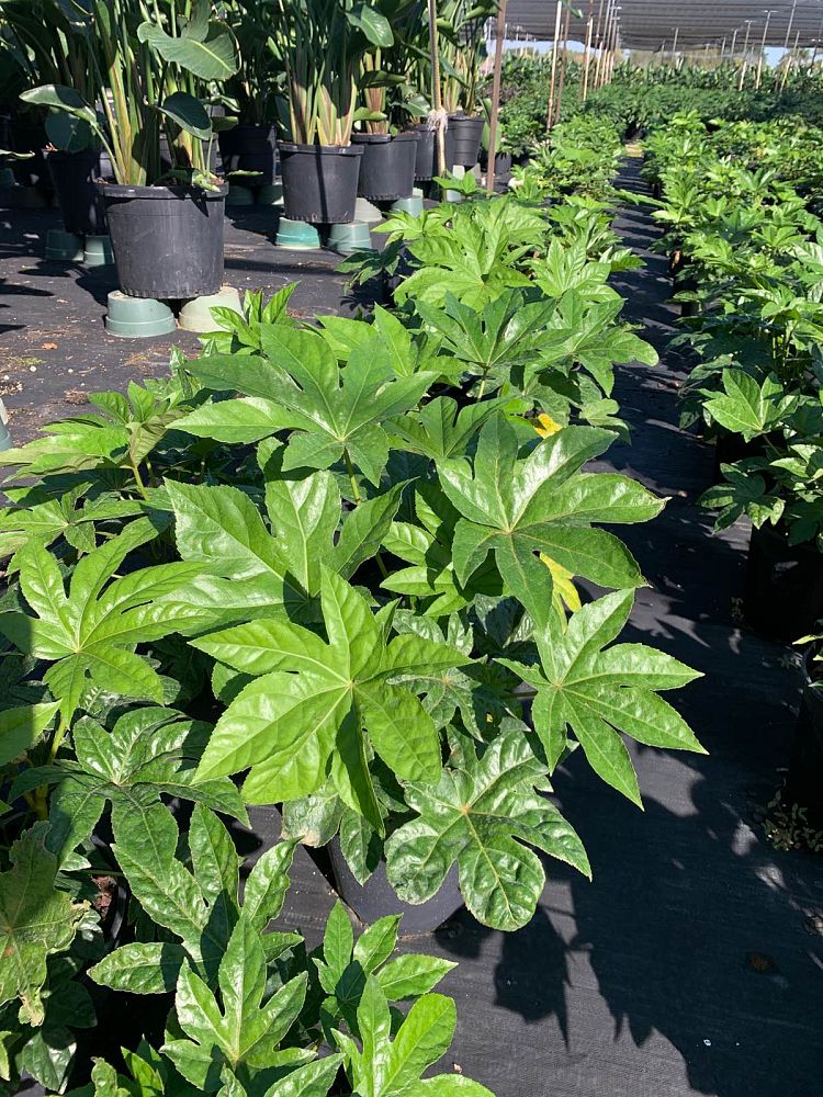 fatsia-japonica-paperplant-aralia-sieboldii