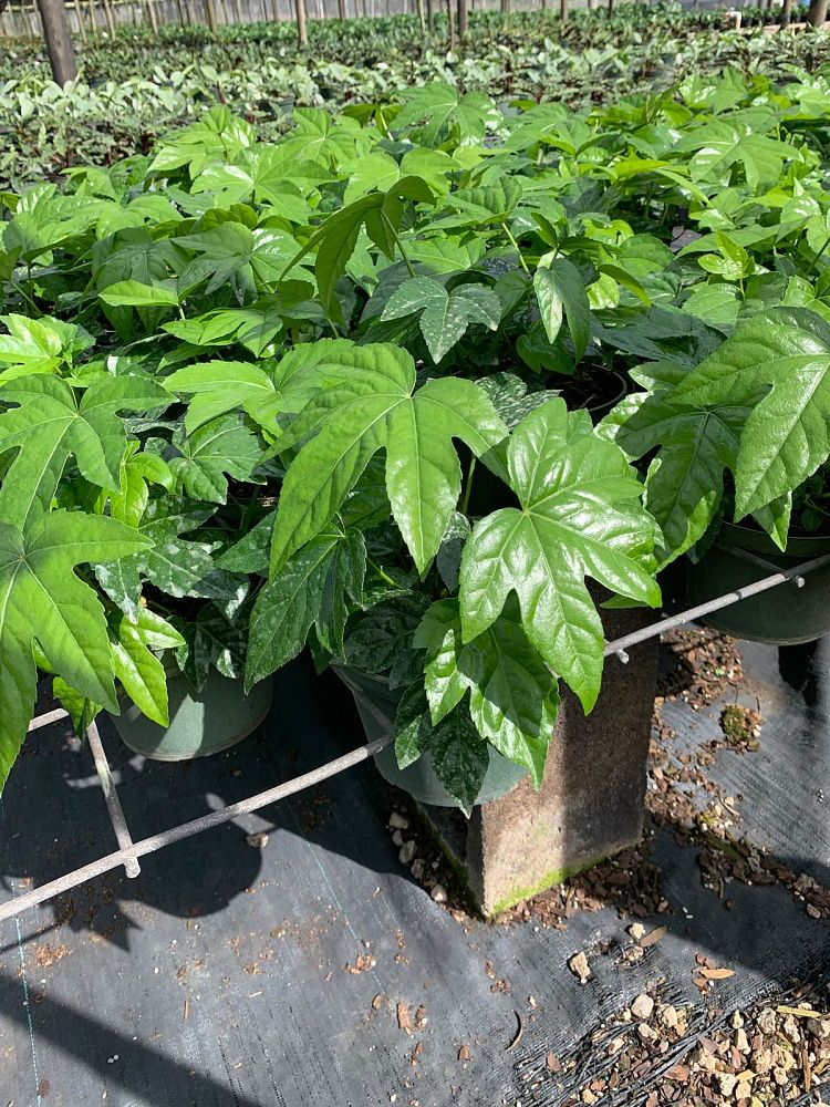 fatsia-japonica-paperplant-aralia-sieboldii