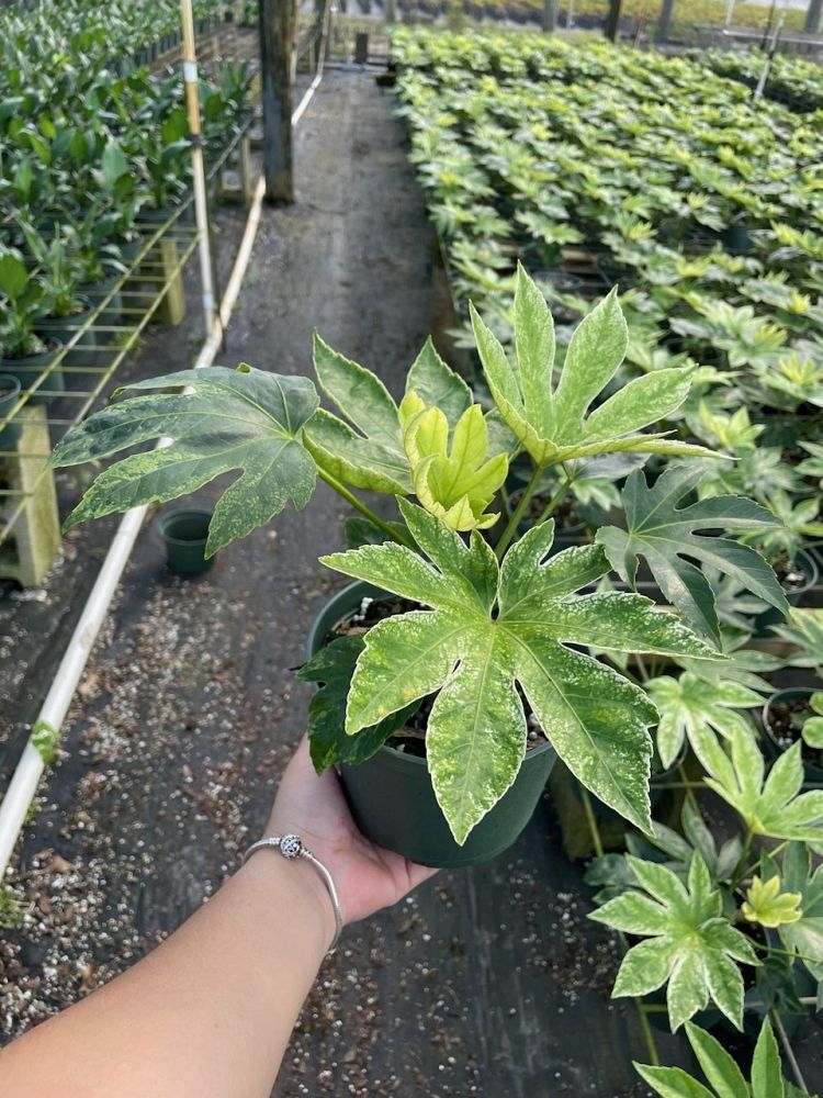 fatsia-japonica-paperplant-aralia-sieboldii
