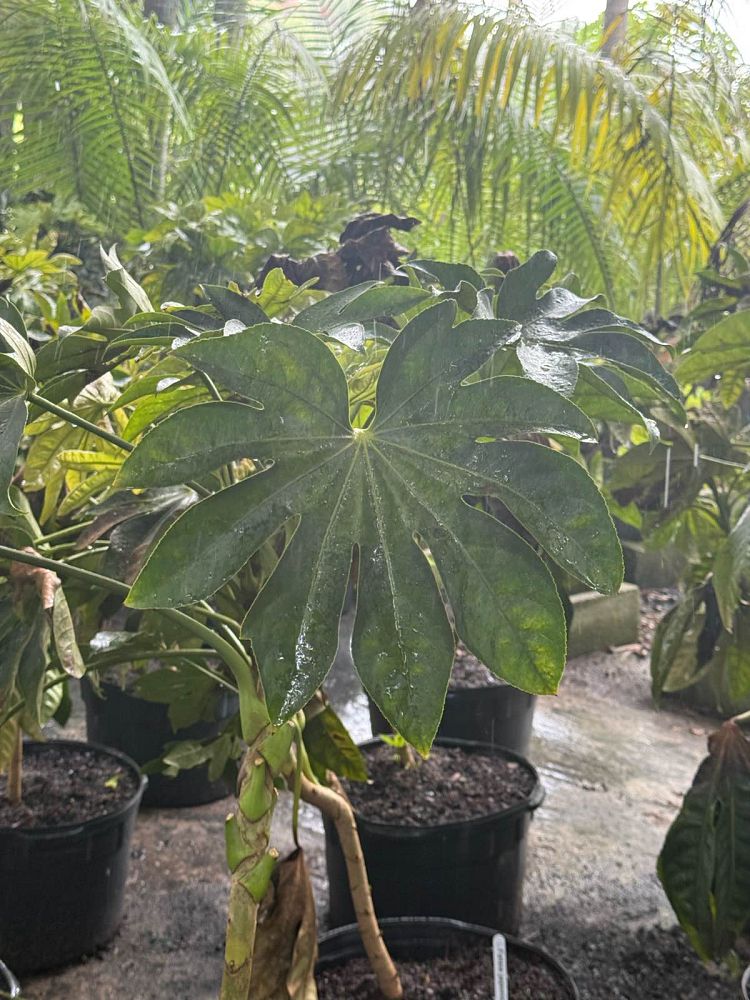 fatsia-japonica-paperplant-aralia-sieboldii