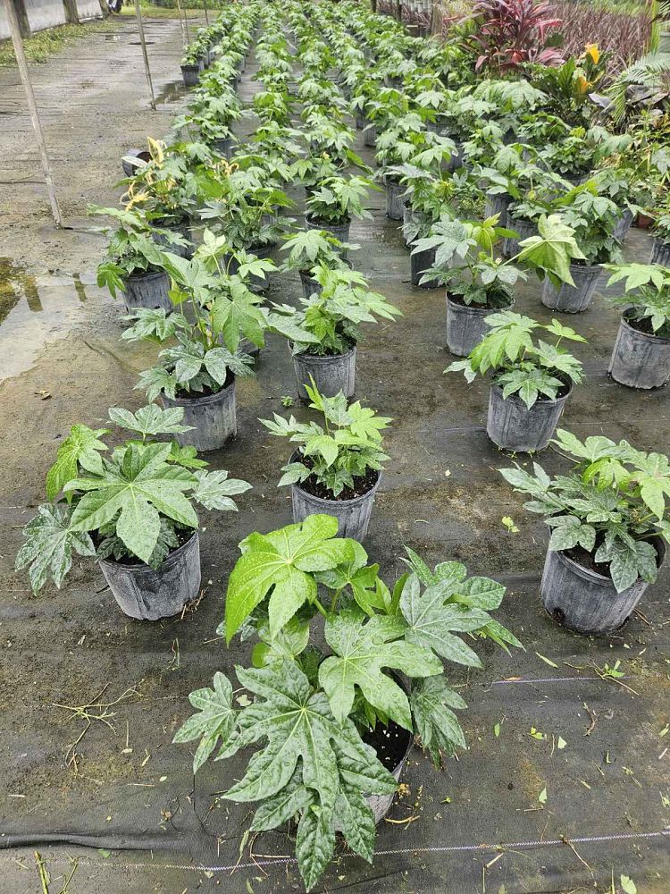 fatsia-japonica-paperplant-aralia-sieboldii