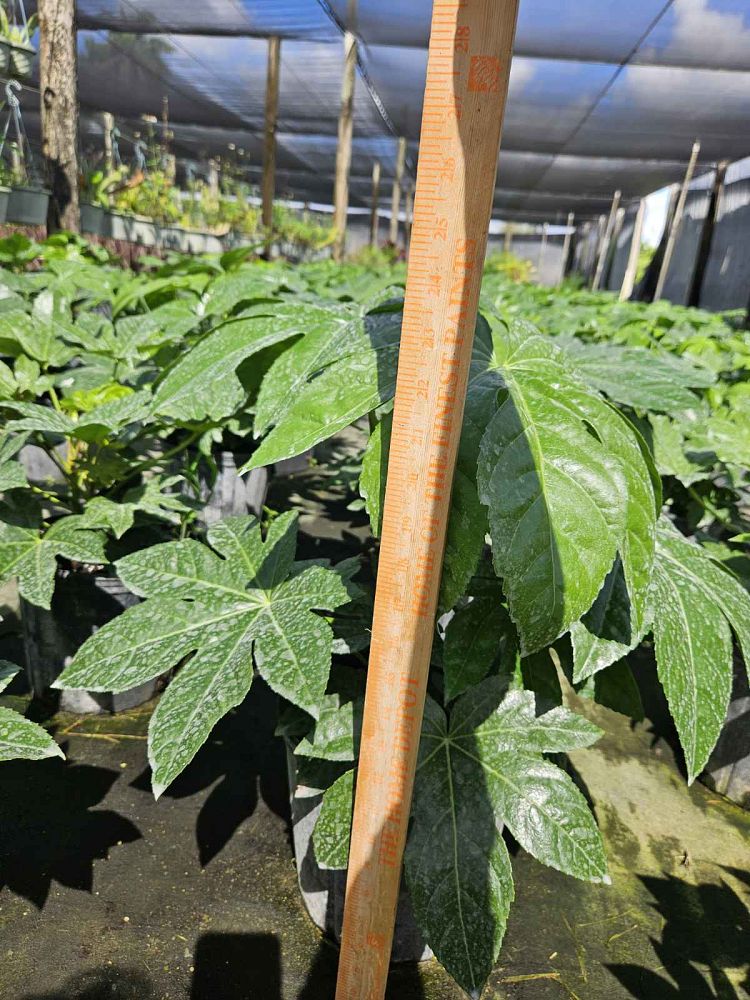 fatsia-japonica-paperplant-aralia-sieboldii