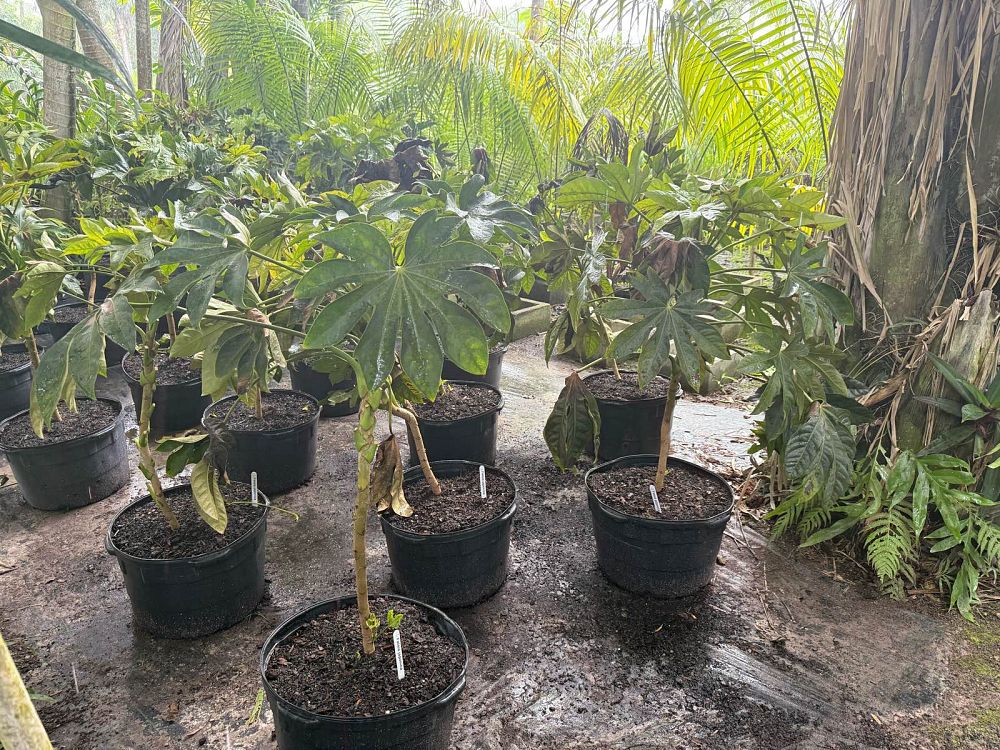 fatsia-japonica-paperplant-aralia-sieboldii