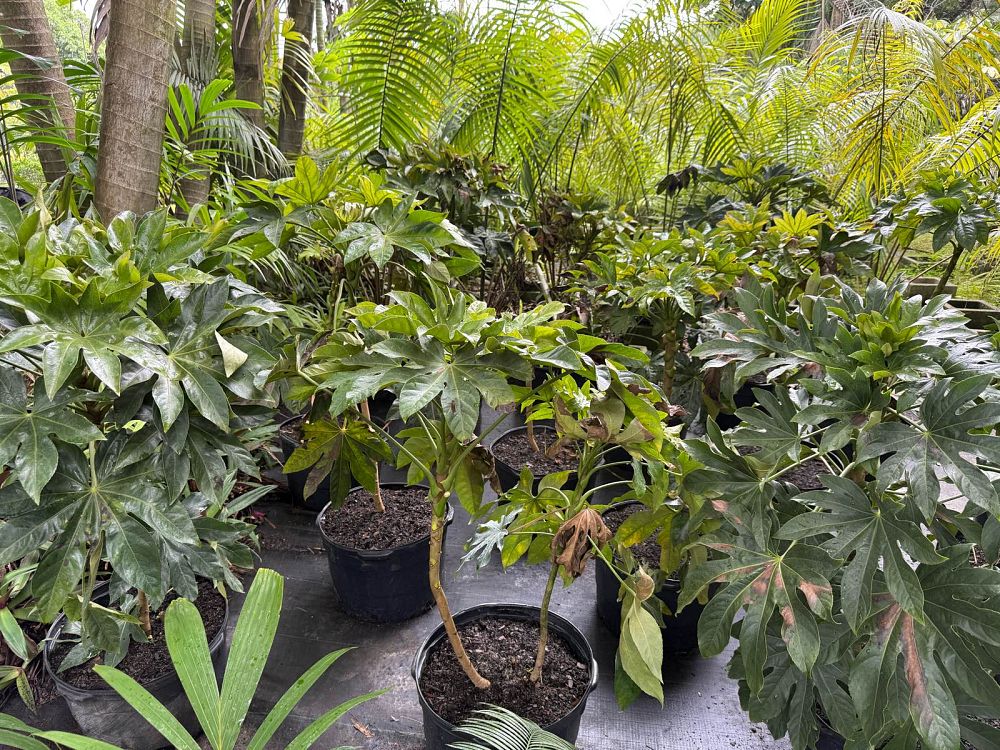 fatsia-japonica-paperplant-aralia-sieboldii