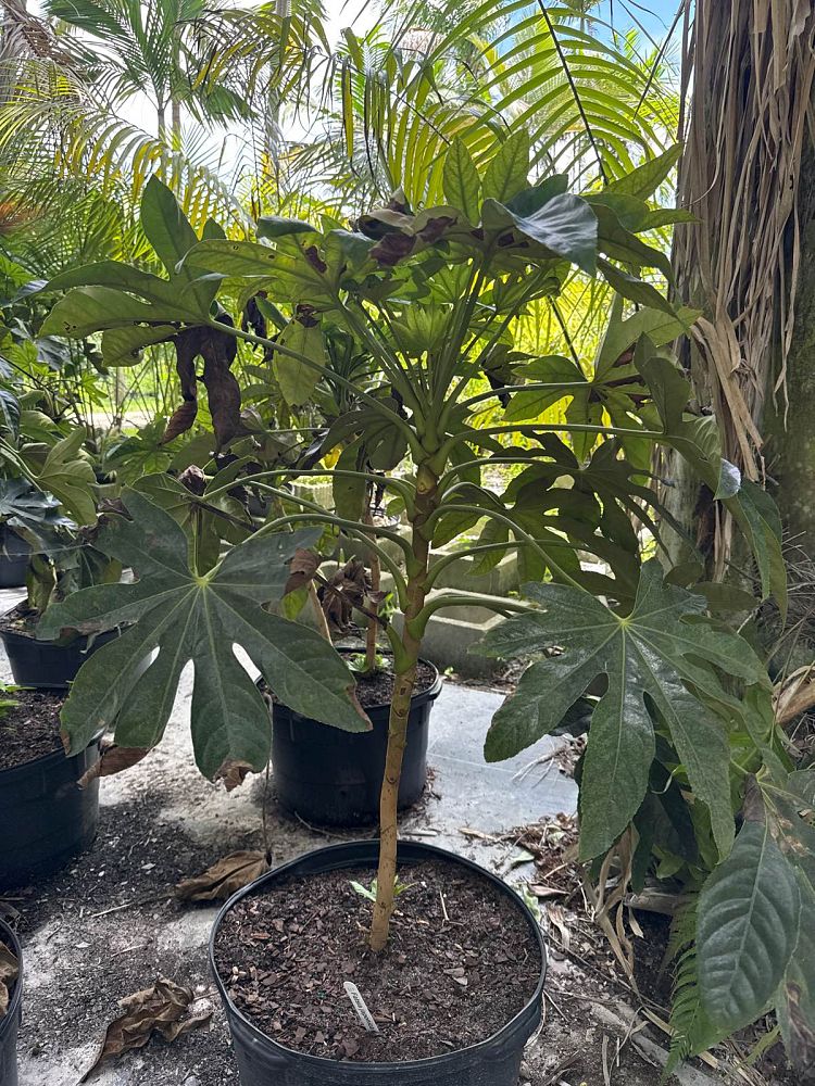 fatsia-japonica-paperplant-aralia-sieboldii