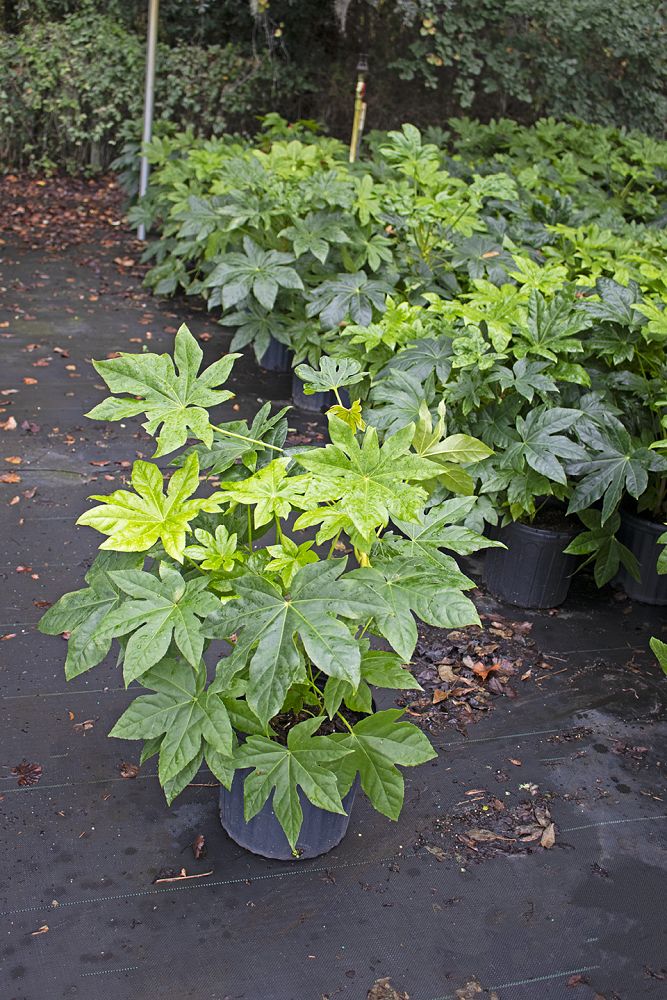 fatsia-japonica-paperplant-aralia-sieboldii