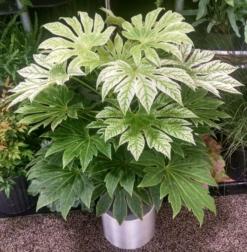 fatsia-japonica-spider-s-web-paperplant-aralia-sieboldii
