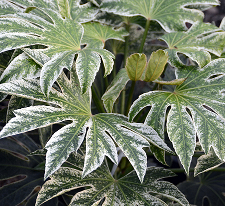 fatsia-japonica-spider-s-web-paperplant-aralia-sieboldii