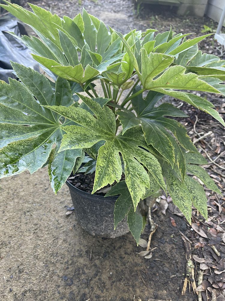 fatsia-japonica-spider-s-web-paperplant-aralia-sieboldii