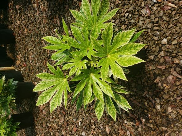 fatsia-japonica-spider-s-web-paperplant-aralia-sieboldii