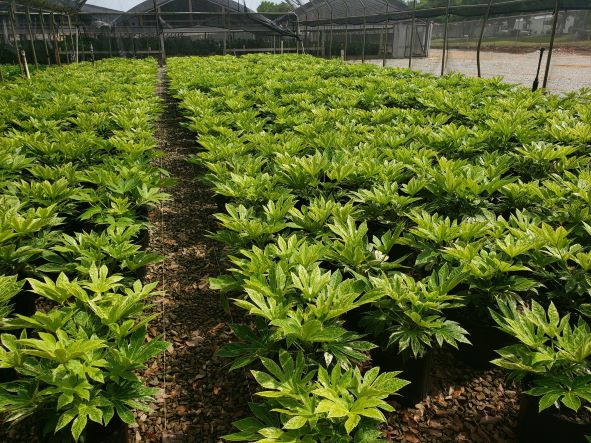 fatsia-japonica-spider-s-web-paperplant-aralia-sieboldii