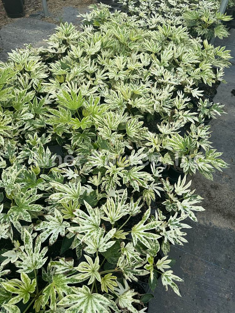 fatsia-japonica-spider-s-web-paperplant-aralia-sieboldii