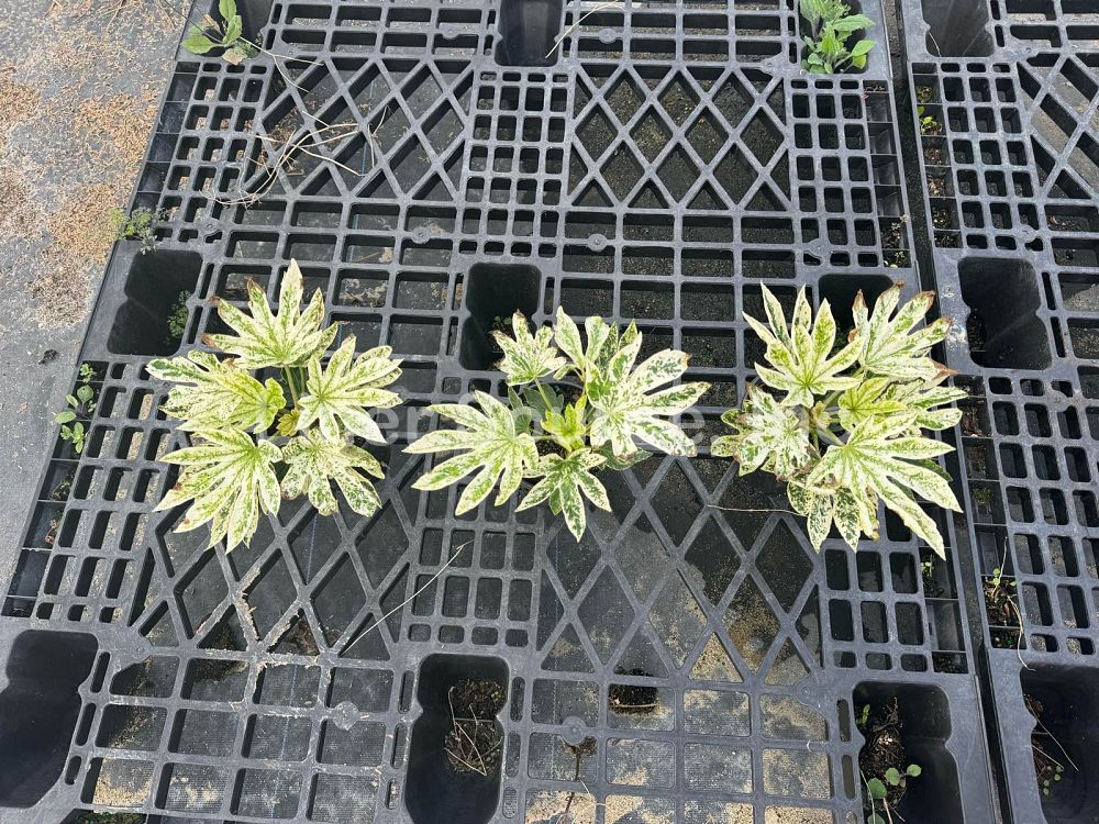 fatsia-japonica-spider-s-web-paperplant-aralia-sieboldii