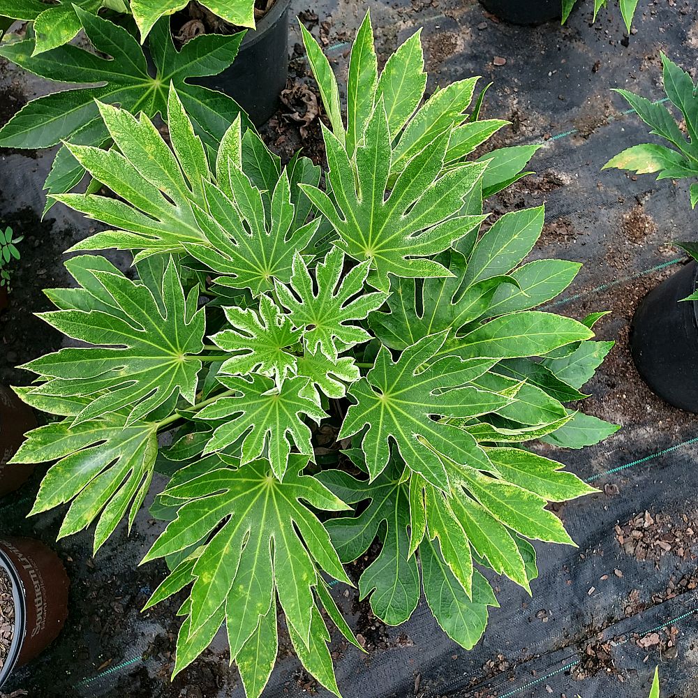 fatsia-japonica-spider-s-web-paperplant-aralia-sieboldii