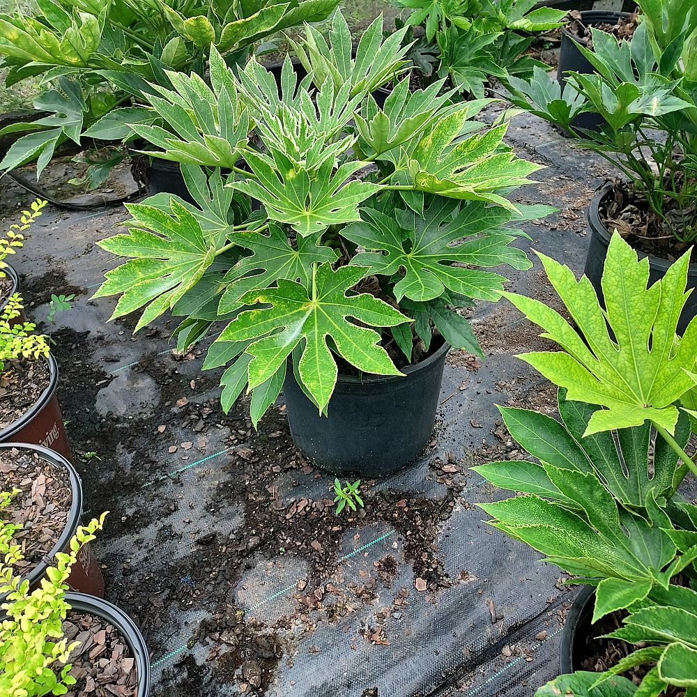 fatsia-japonica-spider-s-web-paperplant-aralia-sieboldii