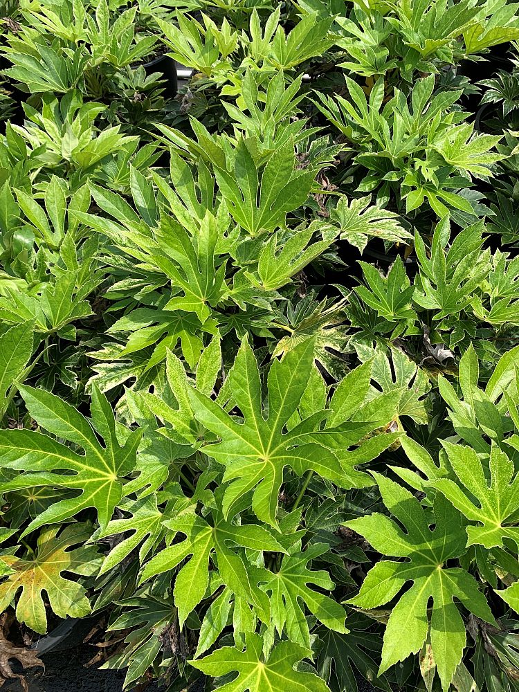 fatsia-japonica-spider-s-web-paperplant-aralia-sieboldii