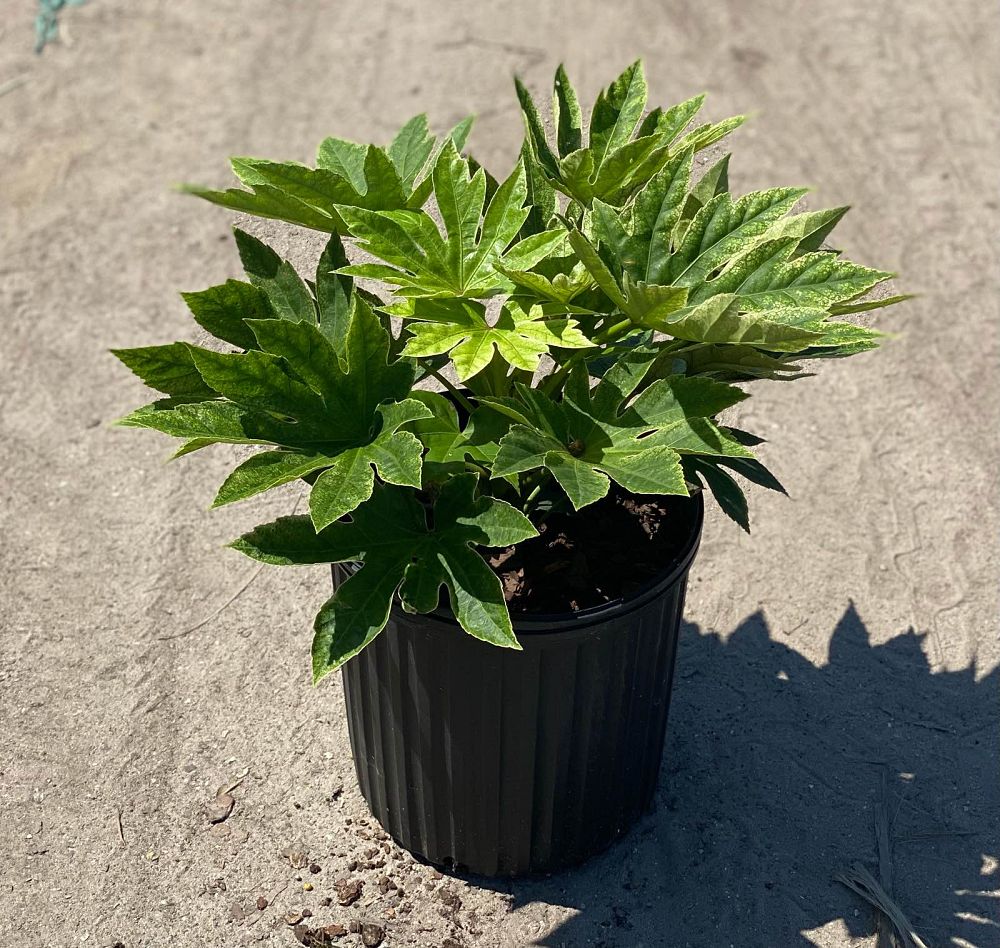 fatsia-japonica-variegata-paperplant-aralia-sieboldii