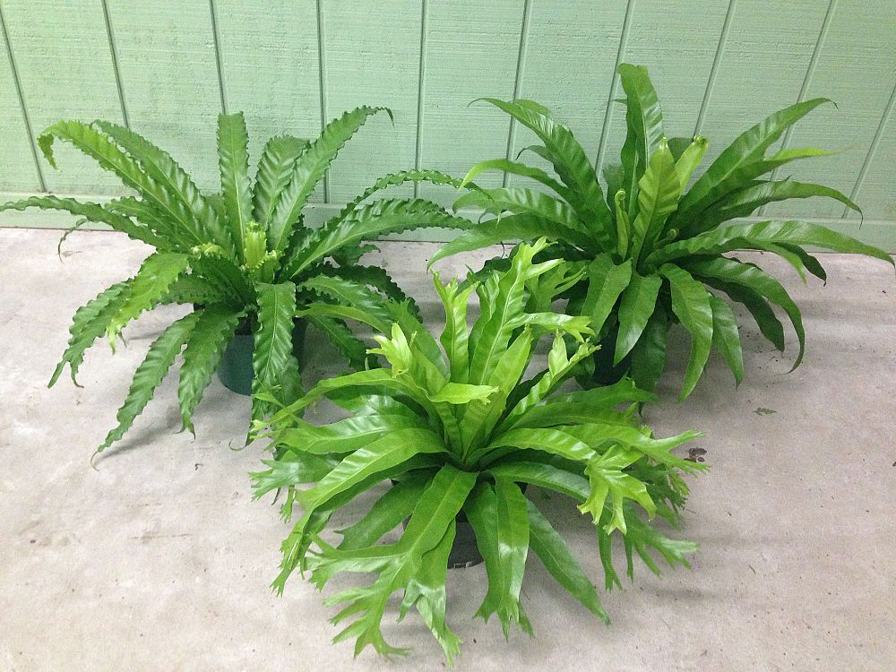 ferns