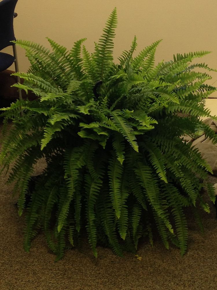 ferns