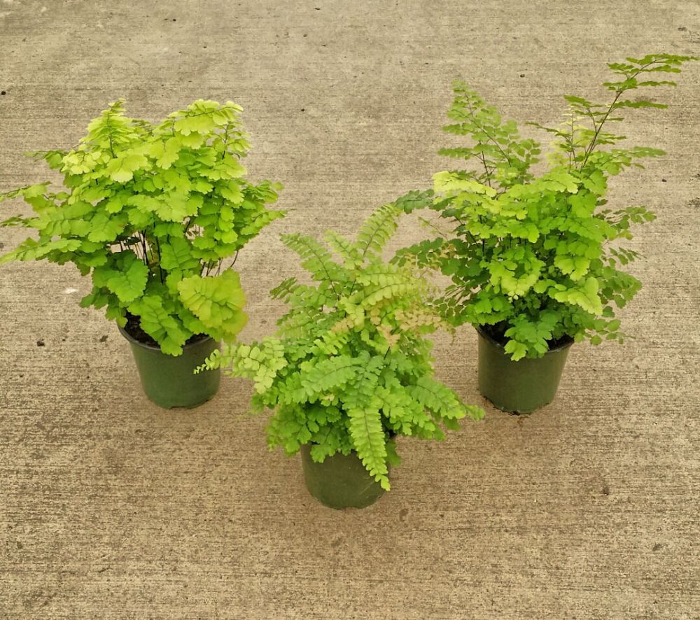 ferns