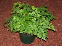 ferns