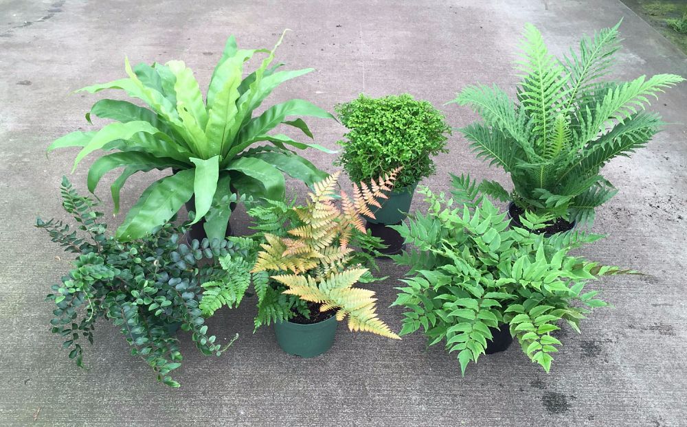 ferns