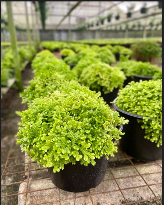 ferns