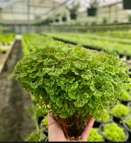ferns