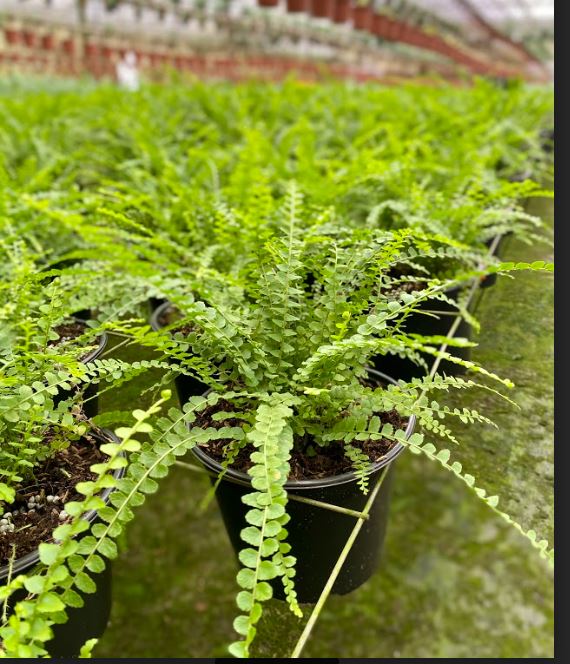 ferns
