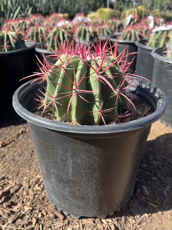 ferocactus-pilosus-pringlei-mexican-lime-cactus-viznaga-de-lima-mexican-fire-barrel