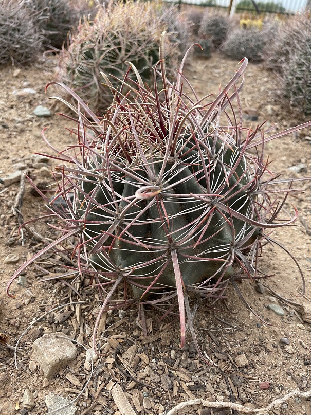 ferocactus-wislizeni-biznaga-de-agua-candy-barrel-fishhook-barrel-southwestern-barrel-arizona-barrel